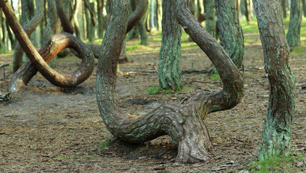 Как отличить свежий лес от сухостоя: 7 основных способов - Альянс Лес